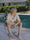 Image to render